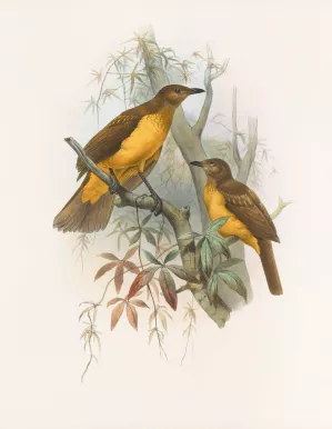Chlamydodera xanthocastra by Daniel Giraud Elliot Oil Painting