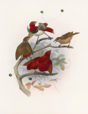 Cicinnurus regius by Daniel Giraud Elliot Oil Painting