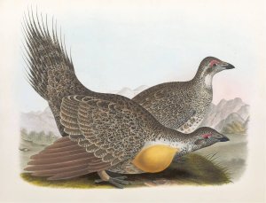 Cock of the plains by Daniel Giraud Elliot Oil Painting