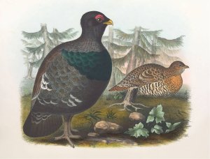 Cock of the Woods by Daniel Giraud Elliot Oil Painting