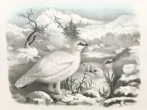 Common Ptarmigan - Winter by Daniel Giraud Elliot Oil Painting
