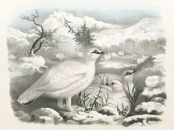 Common Ptarmigan - Winter  by Daniel Giraud Elliot - Hand-Painted Oil Painting Reproduction
