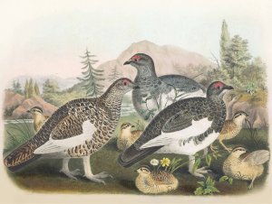 Common Ptarmigan by Daniel Giraud Elliot Oil Painting