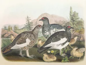 Common Ptarmigan by Daniel Giraud Elliot Oil Painting