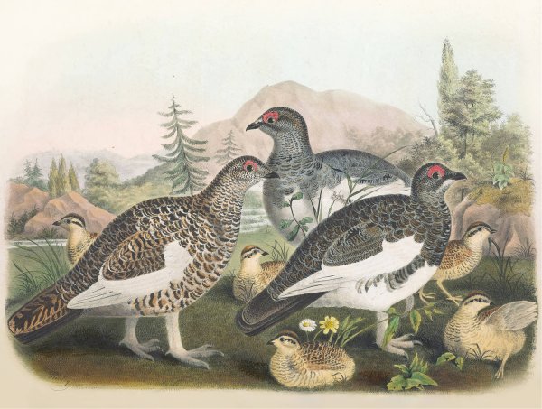 Common Ptarmigan  by Daniel Giraud Elliot - Hand-Painted Oil Painting Reproduction