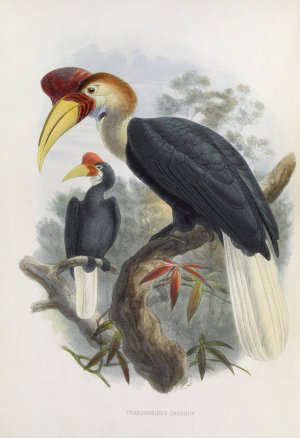Cranorrhinus cassidix by Daniel Giraud Elliot Oil Painting