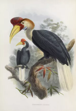 Cranorrhinus cassidix by Daniel Giraud Elliot Oil Painting