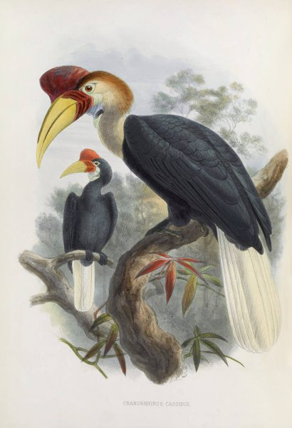 Cranorrhinus cassidix  by Daniel Giraud Elliot - Hand-Painted Oil Painting Reproduction