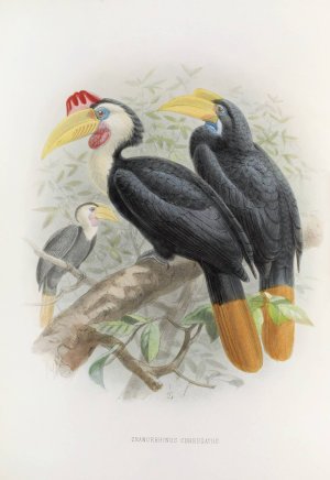 Cranorrhinus corrugatus by Daniel Giraud Elliot Oil Painting