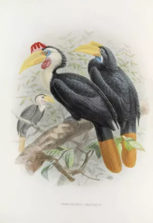 Cranorrhinus corrugatus by Daniel Giraud Elliot Oil Painting