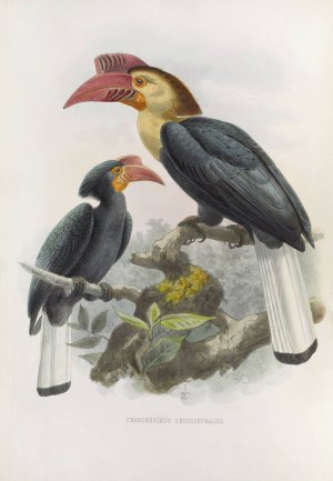Cranorrhinus leucocephalus by Daniel Giraud Elliot Oil Painting
