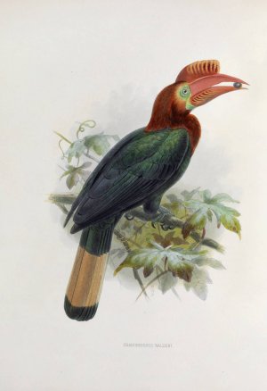 Cranorrhinus waldeni by Daniel Giraud Elliot Oil Painting