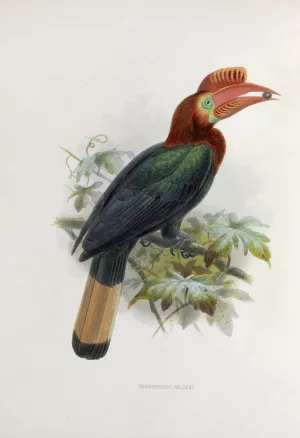 Cranorrhinus waldeni by Daniel Giraud Elliot Oil Painting