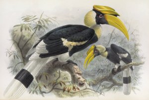Dichoceros bicornis by Daniel Giraud Elliot Oil Painting