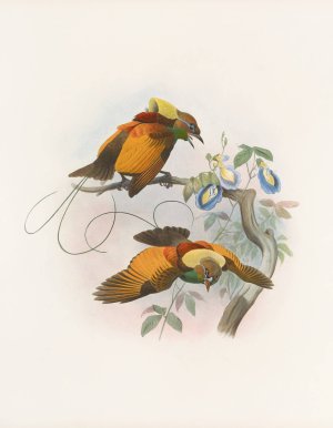Diphyllodes chrysoptera by Daniel Giraud Elliot Oil Painting
