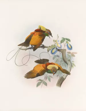 Diphyllodes chrysoptera Oil painting by Daniel Giraud Elliot
