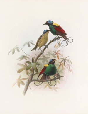 Diphyllodes respublica by Daniel Giraud Elliot Oil Painting