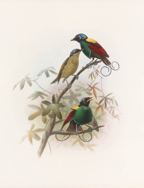Diphyllodes respublica  by Daniel Giraud Elliot - Hand-Painted Oil Painting Reproduction