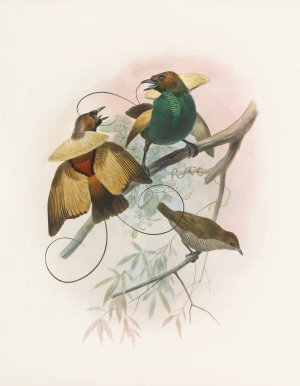 Diphyllodes speciosa by Daniel Giraud Elliot Oil Painting