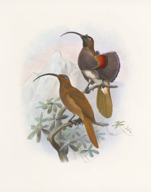 Drepanornis Albertis by Daniel Giraud Elliot Oil Painting