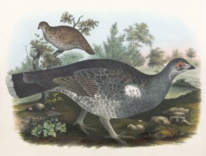 Dusky Grouse by Daniel Giraud Elliot Oil Painting