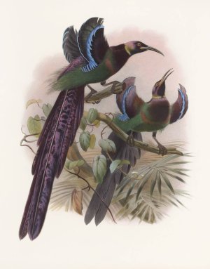 Epimachus Ellioti by Daniel Giraud Elliot Oil Painting
