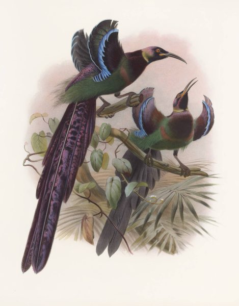 Epimachus Ellioti  by Daniel Giraud Elliot - Hand-Painted Oil Painting Reproduction