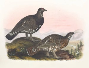Franklin's Grouse by Daniel Giraud Elliot Oil Painting