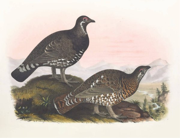 Franklin's Grouse  by Daniel Giraud Elliot - Hand-Painted Oil Painting Reproduction