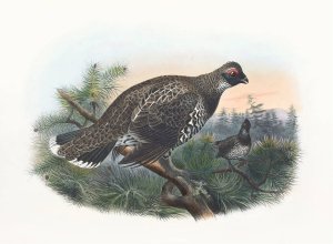 Hartlaub's Spruce Grouse by Daniel Giraud Elliot Oil Painting