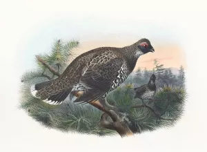 Hartlaub's Spruce Grouse by Daniel Giraud Elliot Oil Painting