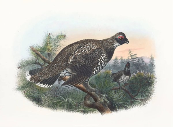 Hartlaub's Spruce Grouse  by Daniel Giraud Elliot - Hand-Painted Oil Painting Reproduction
