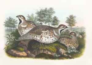Hazel Grouse by Daniel Giraud Elliot Oil Painting
