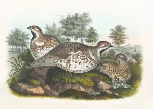 Hazel Grouse by Daniel Giraud Elliot Oil Painting