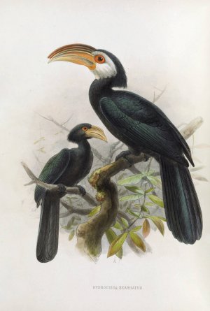 Hydrocissa exarhatus by Daniel Giraud Elliot Oil Painting