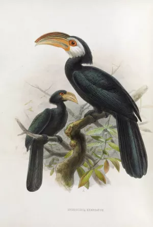Hydrocissa exarhatus by Daniel Giraud Elliot Oil Painting