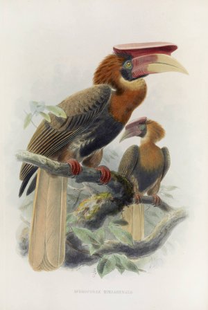Hydrocorax mindanensis by Daniel Giraud Elliot Oil Painting