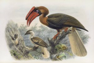 Hydrocorax planicornis by Daniel Giraud Elliot Oil Painting