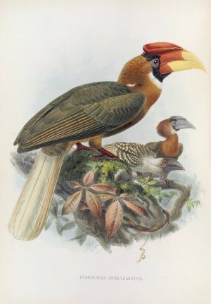 Hydrocorax semigaleatus by Daniel Giraud Elliot Oil Painting