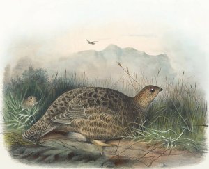 Kunalee Grouse by Daniel Giraud Elliot Oil Painting