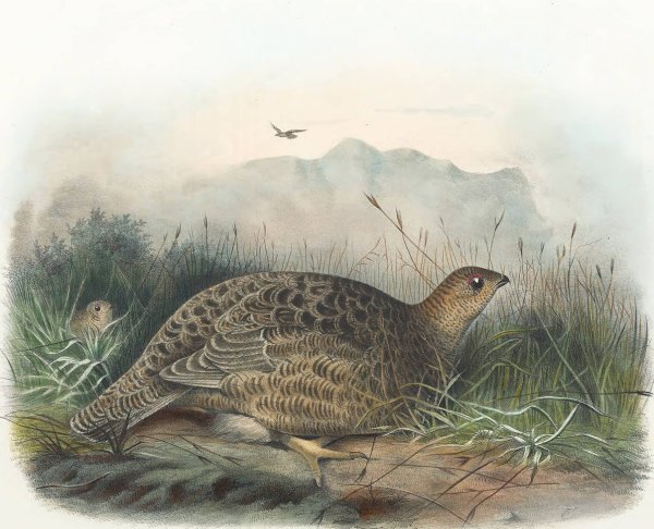 Kunalee Grouse  by Daniel Giraud Elliot - Hand-Painted Oil Painting Reproduction