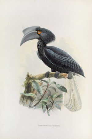 Limonophalus montani by Daniel Giraud Elliot Oil Painting