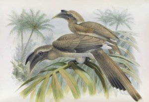 Lophoceros birostris by Daniel Giraud Elliot Oil Painting