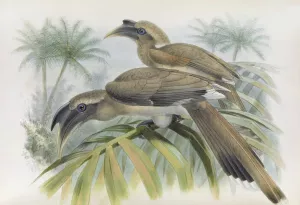 Lophoceros birostris by Daniel Giraud Elliot Oil Painting