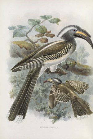 Lophoceros nasutus by Daniel Giraud Elliot Oil Painting