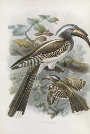 Lophoceros nasutus by Daniel Giraud Elliot Oil Painting