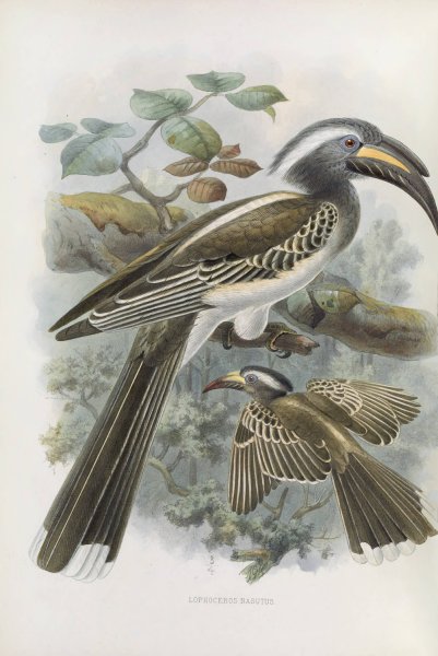 Lophoceros nasutus  by Daniel Giraud Elliot - Hand-Painted Oil Painting Reproduction