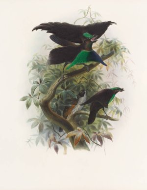 Lophorina atra by Daniel Giraud Elliot Oil Painting
