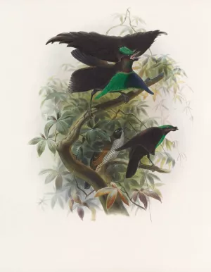 Lophorina atra by Daniel Giraud Elliot Oil Painting