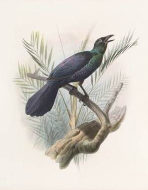 Manucodia atra by Daniel Giraud Elliot Oil Painting